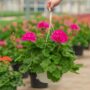 Geranium – Calliope Large Pink – 10″ Hanging Basket